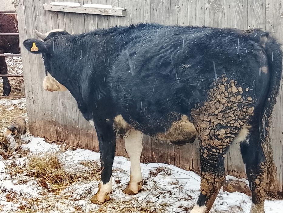 Продам бычка кастрат с откорма