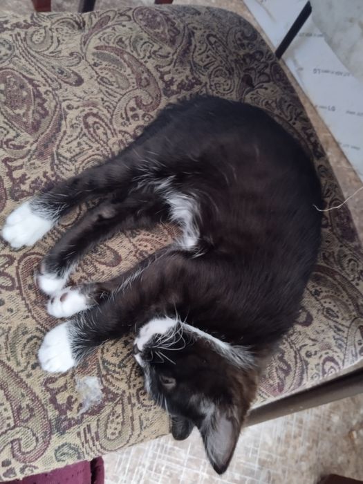 Отдам котят в добрые руки