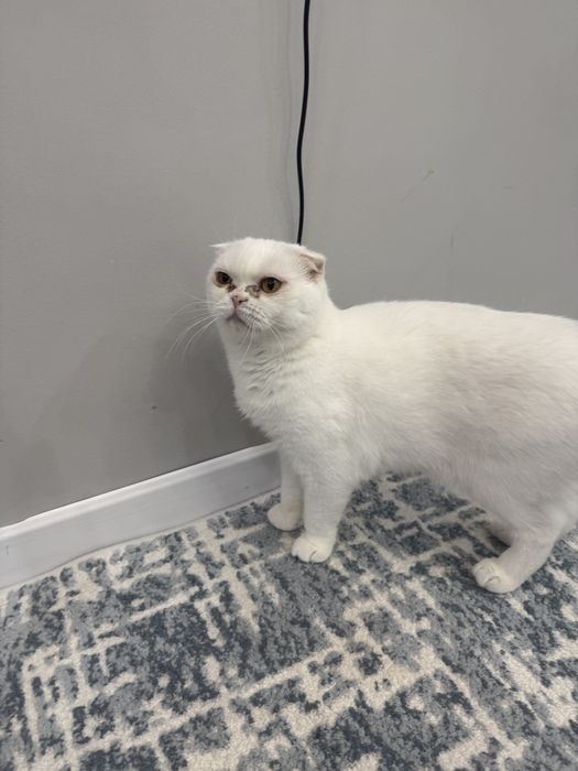 Вислоухая кошка в добрые руки