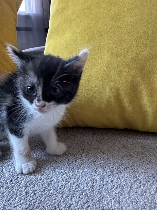 Отдам котят даром
