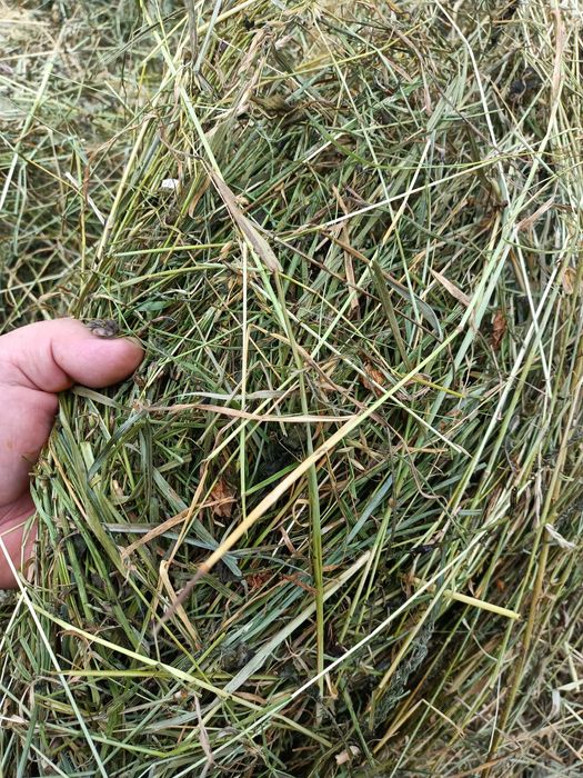 Vand baloti de fan si otava an 2025