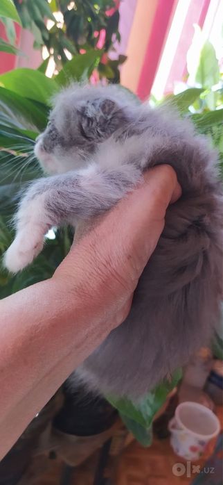 Вислоухий котенок