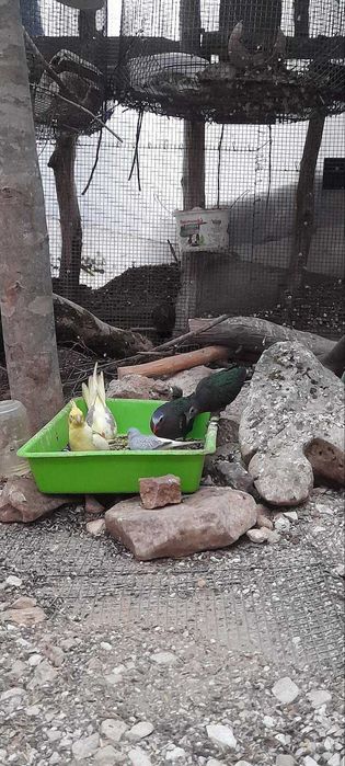 Продавам зеленокрили гугутки