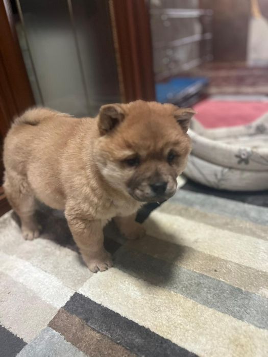 Продается щенок  чау -чау девочка, возраст 3 месяца.