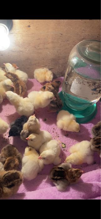 Балапандар Кучин адлер