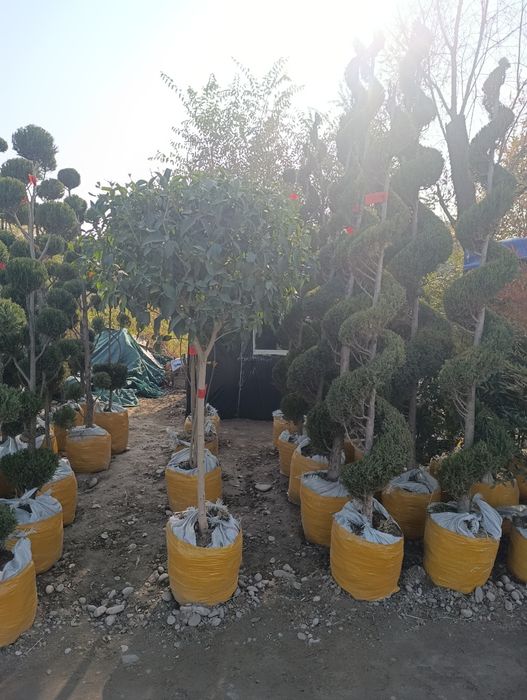 Dekaratevni daraxtlar gular