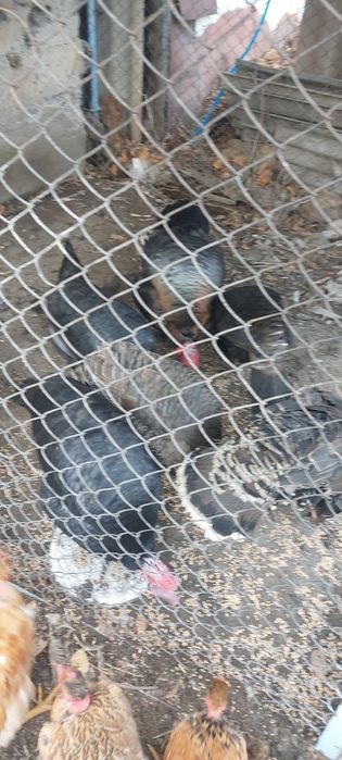 Индюки крупные продам