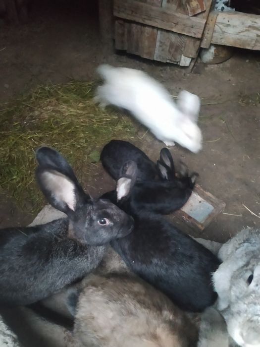 Gibrid Flandr quyonlar sotiladi
