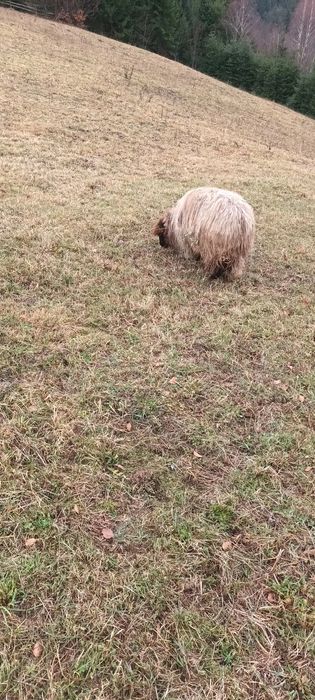 Vînd noatenă din primăvară  rasă  bucălaie