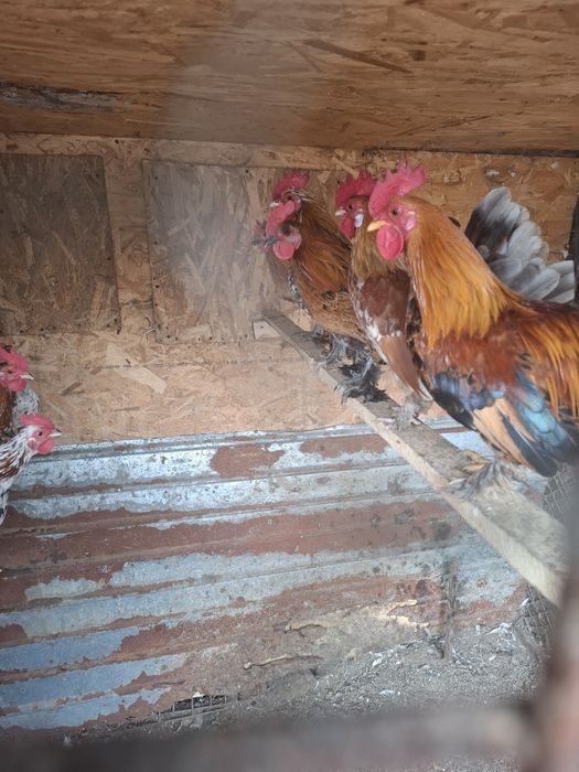 Perechi de gainusi pitici.