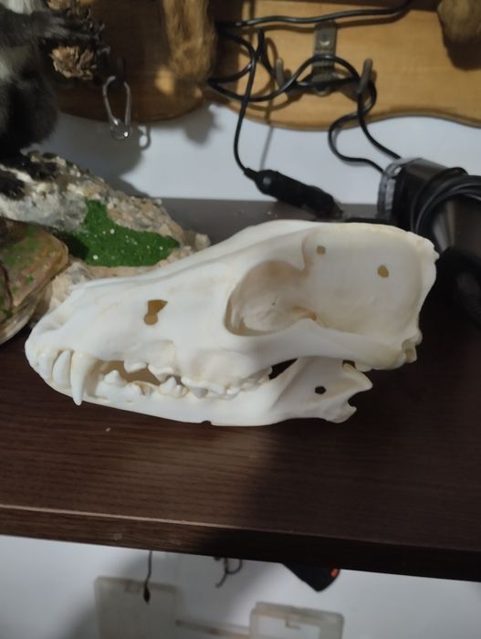 Череп на чакал -златен медал