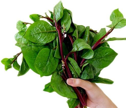 Spanac Malabar Rosu(+ 90 Seminte)