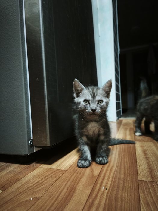 Отдам котят в добрые руки