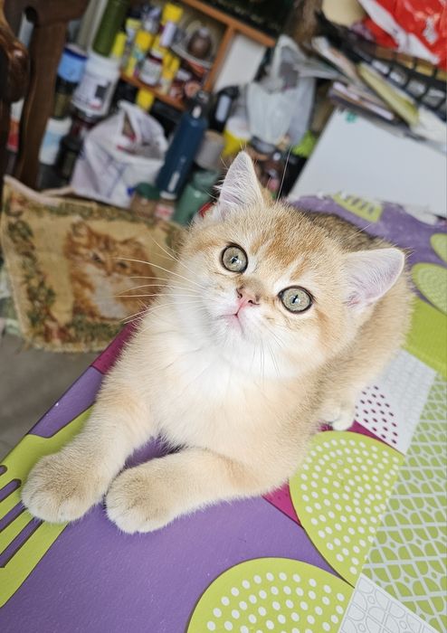 Късокосместо котенце