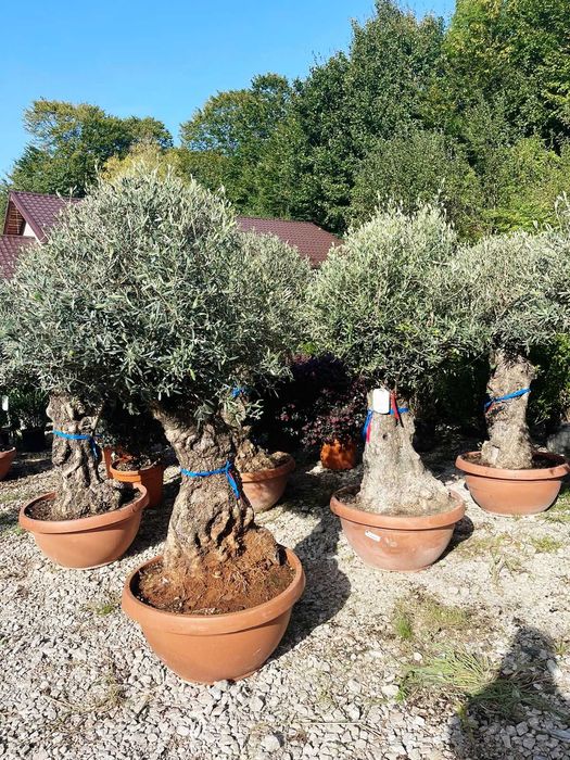 Amenajează-ți Grădina cu Plante Verzi de Calitate