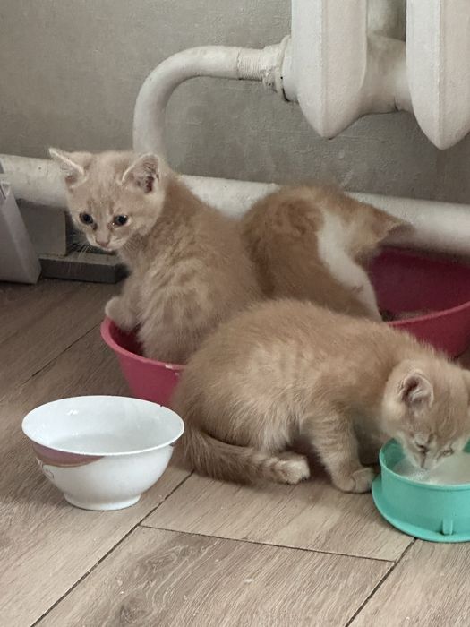 Отдам в добрые руки