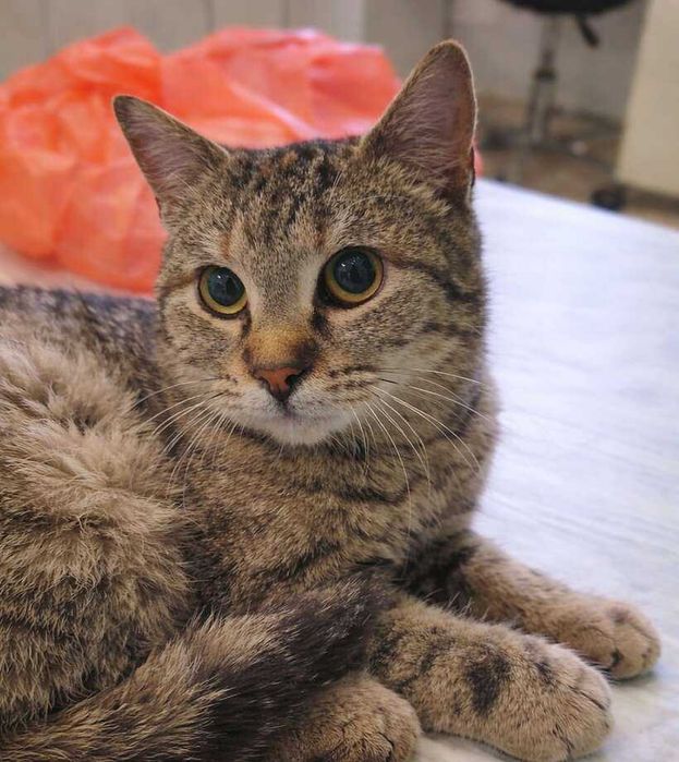 Mалко женско коте търси дом