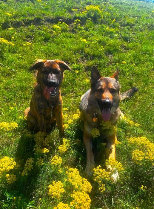 Donez metis-malinois (ciobanesc belgian)