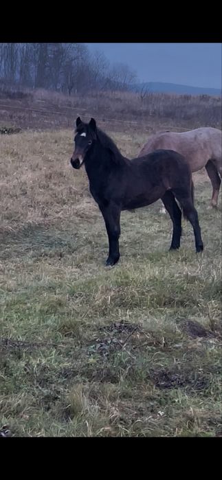 Vând manză de 4 luni fac si schimb pe oi