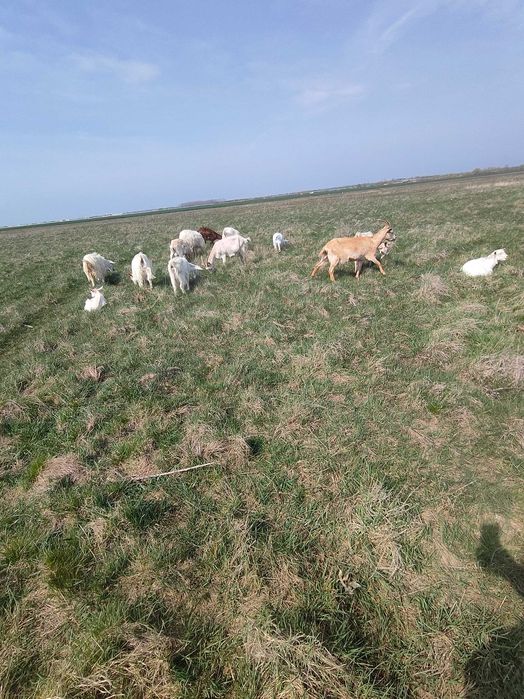 Văd capre fătate cu iezi langa el și oi cu miei