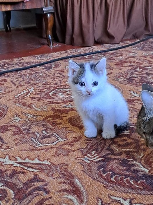 Котик, мальчик 6 марта д. р.