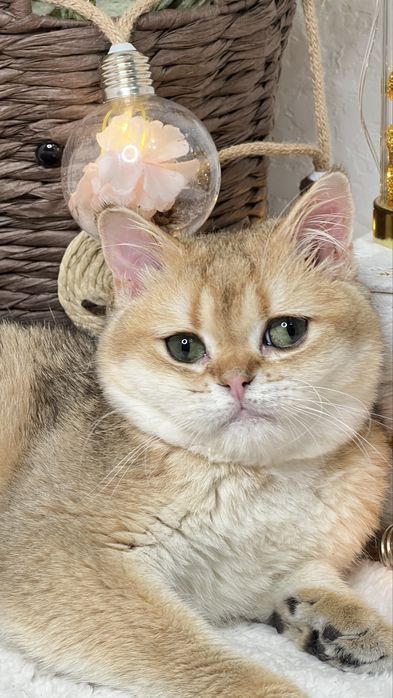 Золотая штншилла мальчик