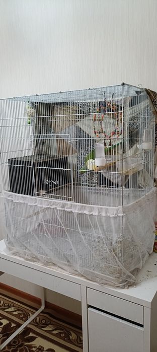 Ожереловый попугай.