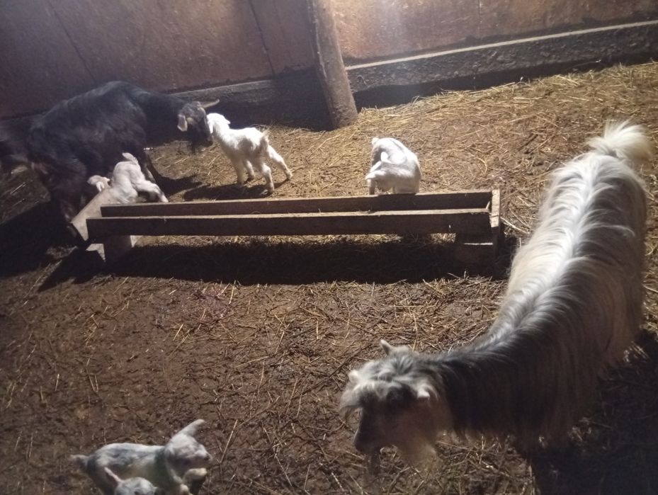 Schimb capre fătate pe oi