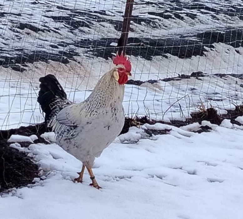 Vand sau schimb cocos italian