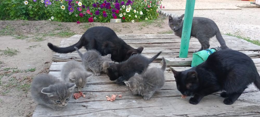 Отдам  котят бесплатно в  добрые руки