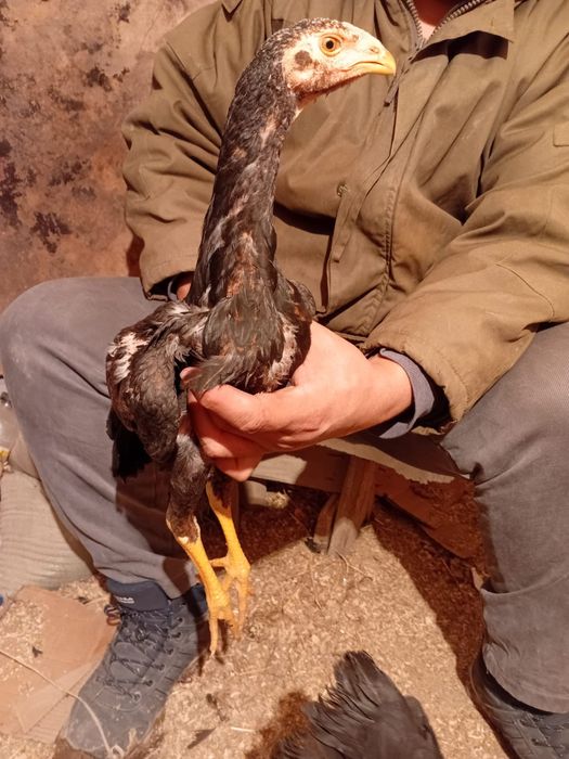 Дакан жужики шамо карея