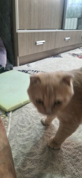 Mushuk erkak 11 oylik laqabi Barsik  juda yuvvosh sotilad narxi 400min