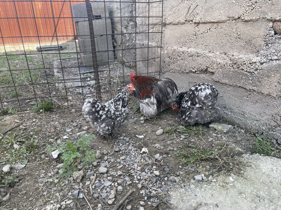 Кохинхин голубой мрамор 2+1