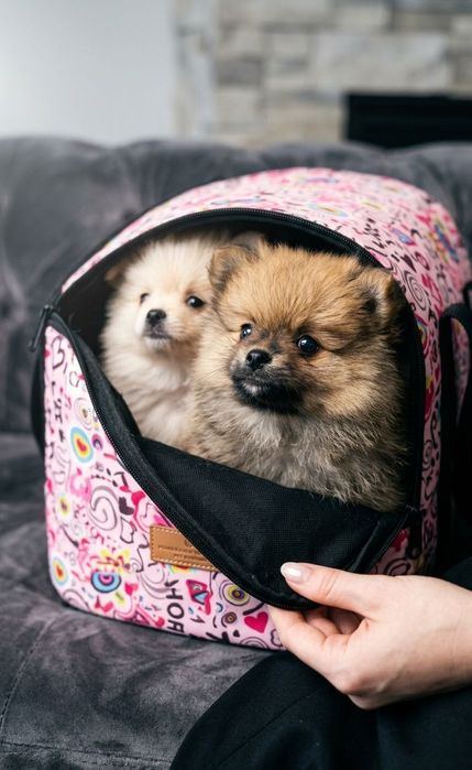 Шпиц миник срочно!