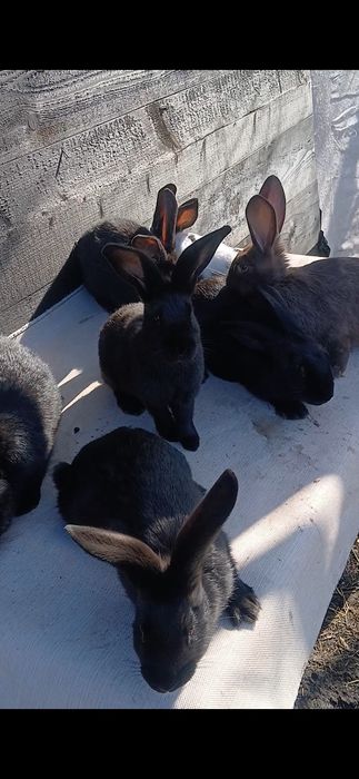 Fluture german janet havana si pestriț