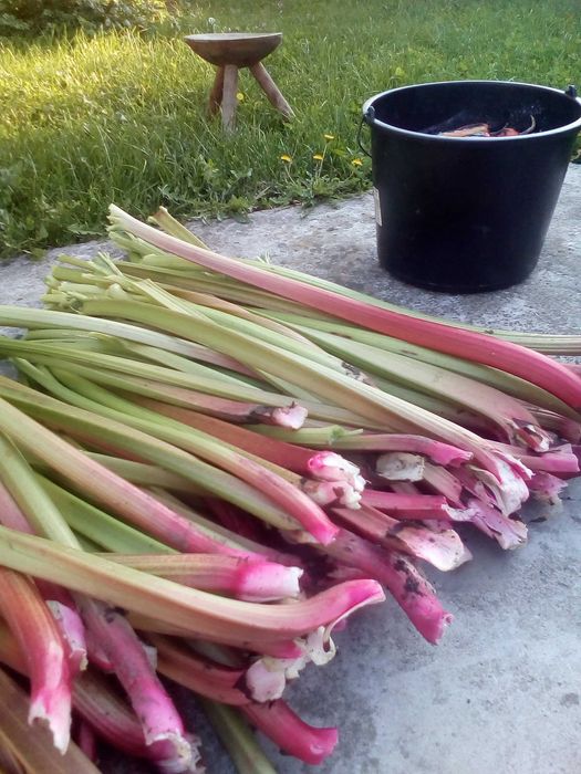 Dulceata de Rubarba-pret de producator