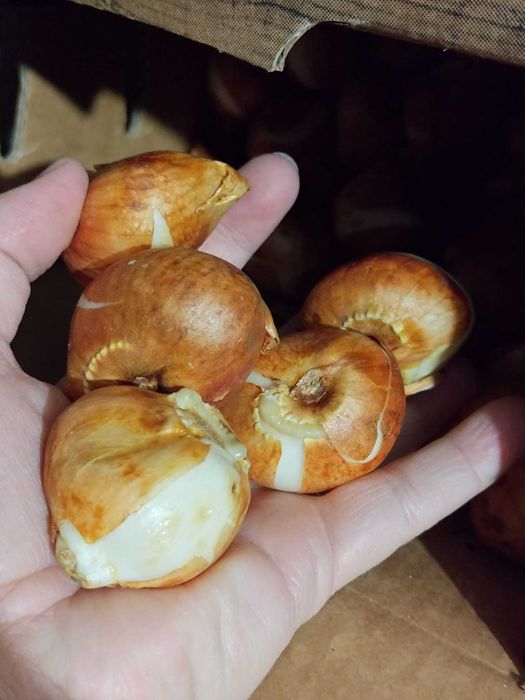 Bulbi de lalele, narcise si zambile - Lichidare de stoc! Pret engros!