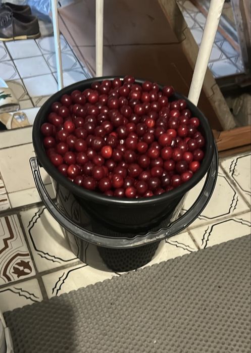 Соберу вишню под заказ