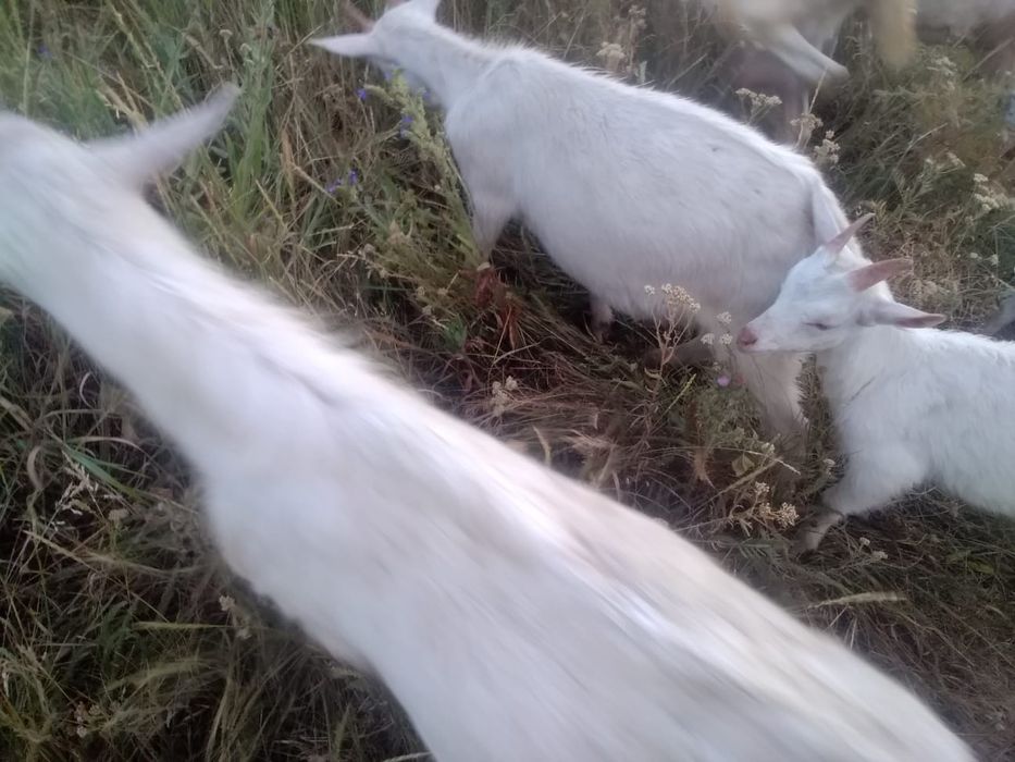 Продам молочных коз