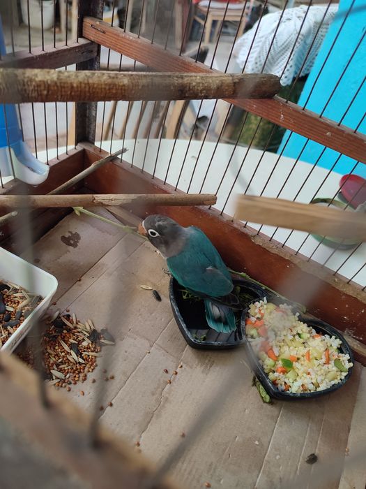 Продам маска молод.