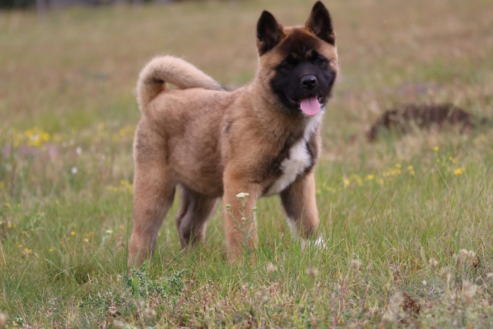 Femela akita american