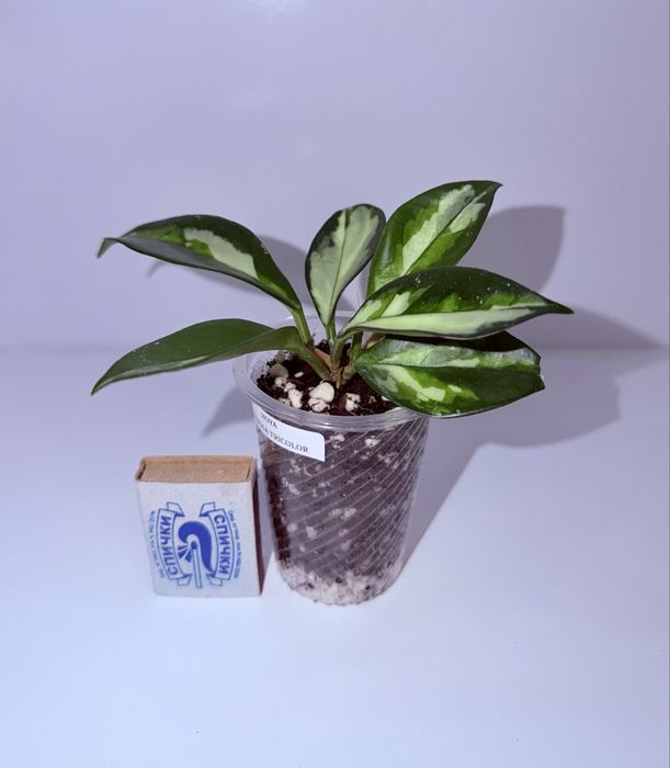 Хойя, комнатные растения, комнатные цветы