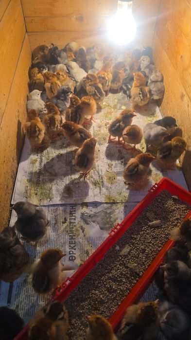 Пародалы балапандар сатылады
