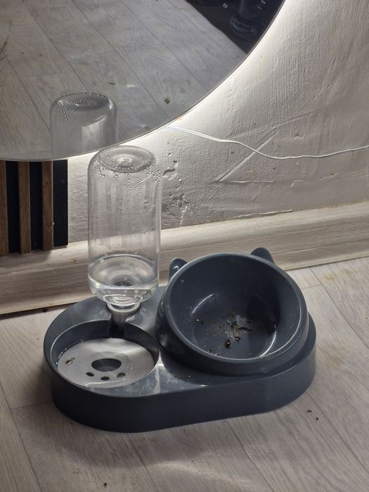 Кошка британская