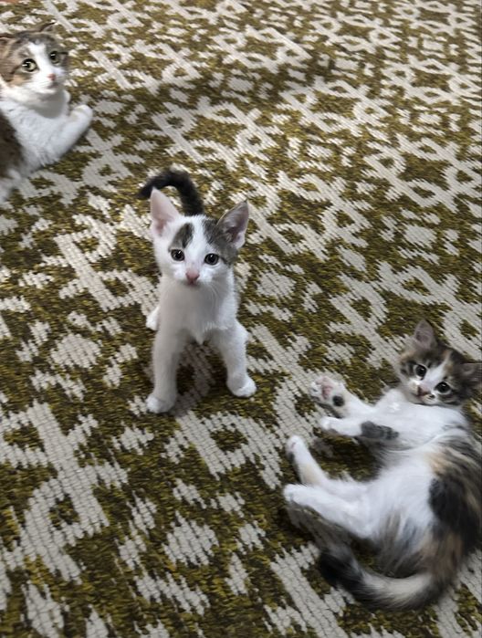 Котята в добрые руки
