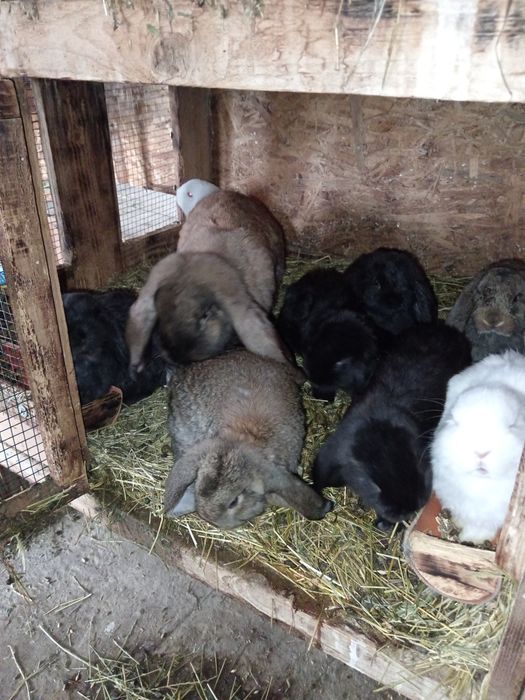 Iepuri berbec german