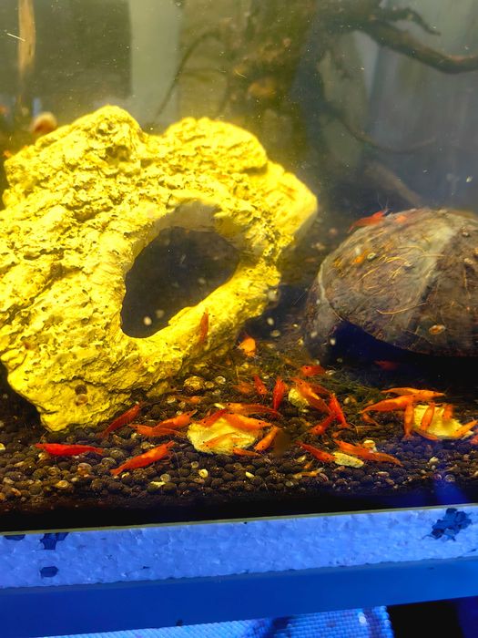 Скариди чери (неокаридина)