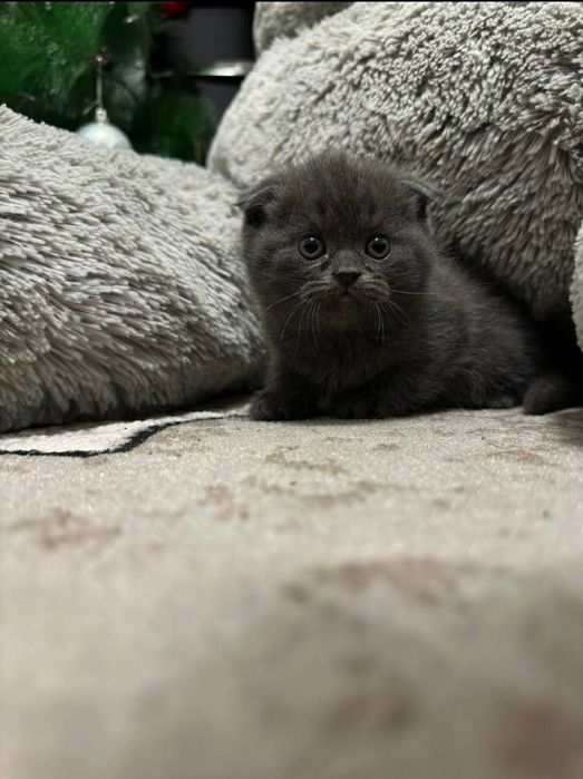 Шотландский фолд