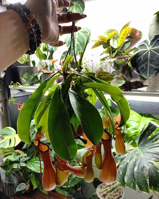 Непентес хищные растения