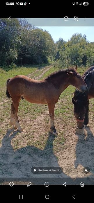 Mânz de 5 luni de vanzare